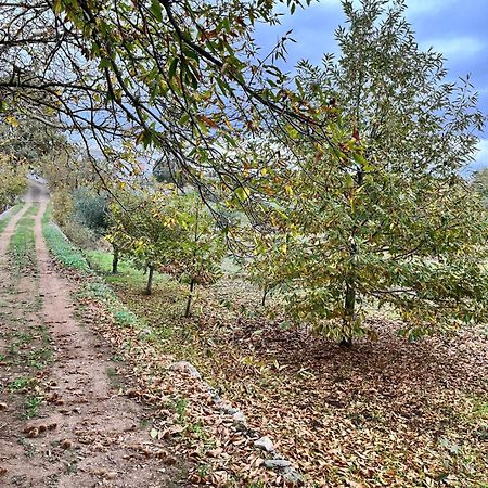 Il Trullo E Il Fortino Αλμπερομπέλο Εξωτερικό φωτογραφία