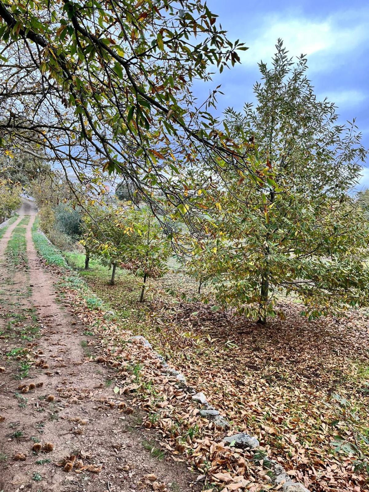 Il Trullo E Il Fortino Αλμπερομπέλο Εξωτερικό φωτογραφία