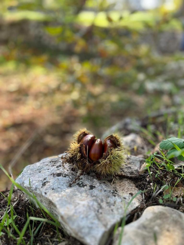 Il Trullo E Il Fortino Αλμπερομπέλο Εξωτερικό φωτογραφία