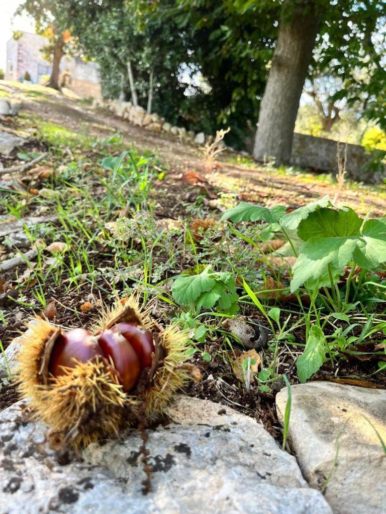 Il Trullo E Il Fortino Αλμπερομπέλο Εξωτερικό φωτογραφία