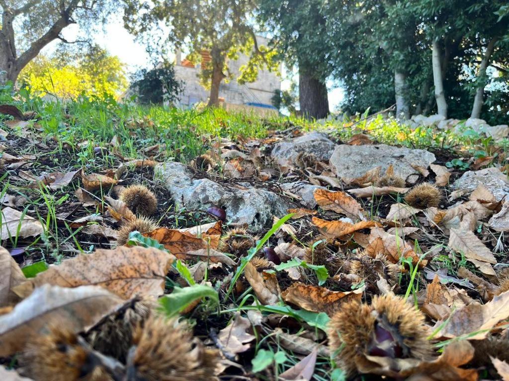 Il Trullo E Il Fortino Αλμπερομπέλο Εξωτερικό φωτογραφία